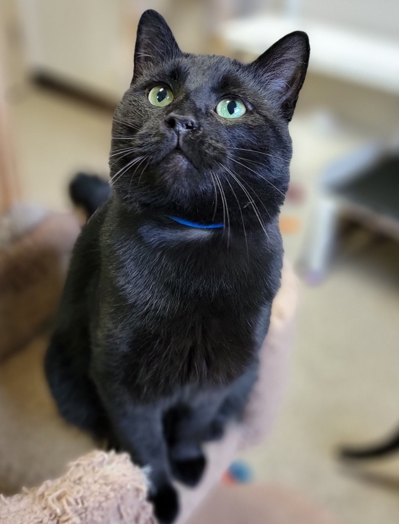 Bagheera