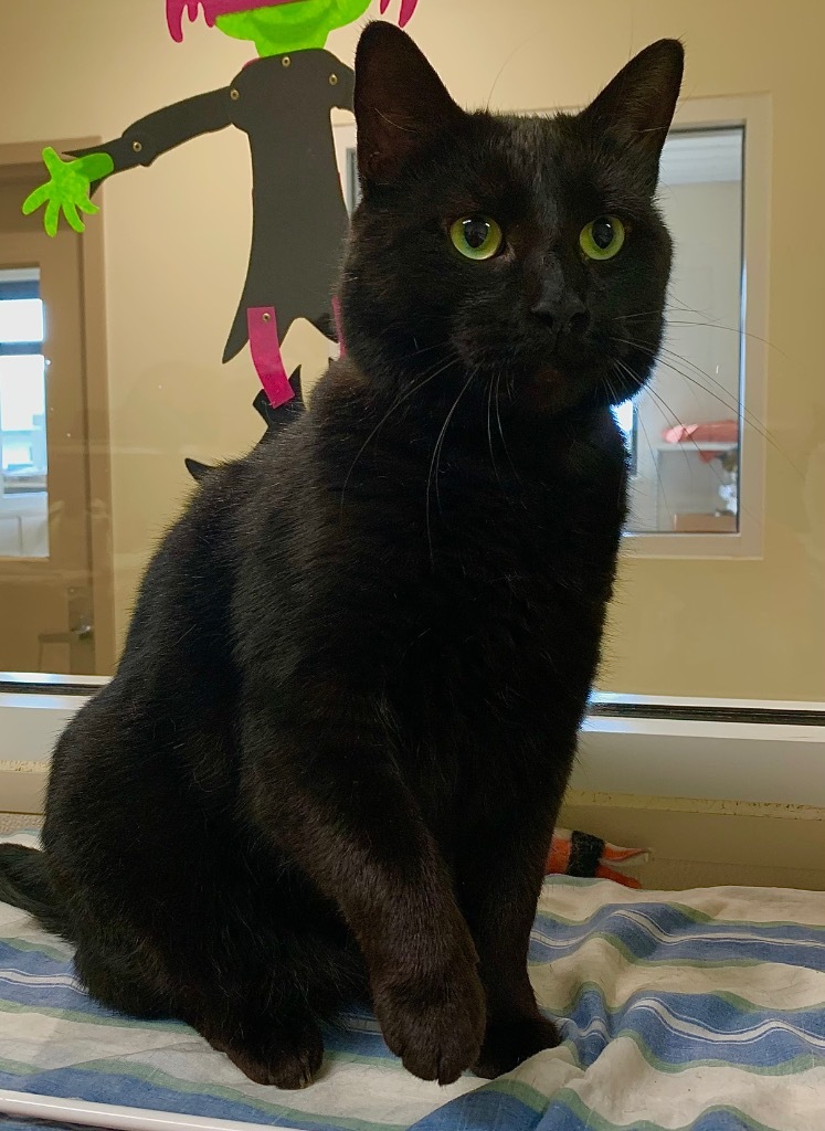 Bagheera