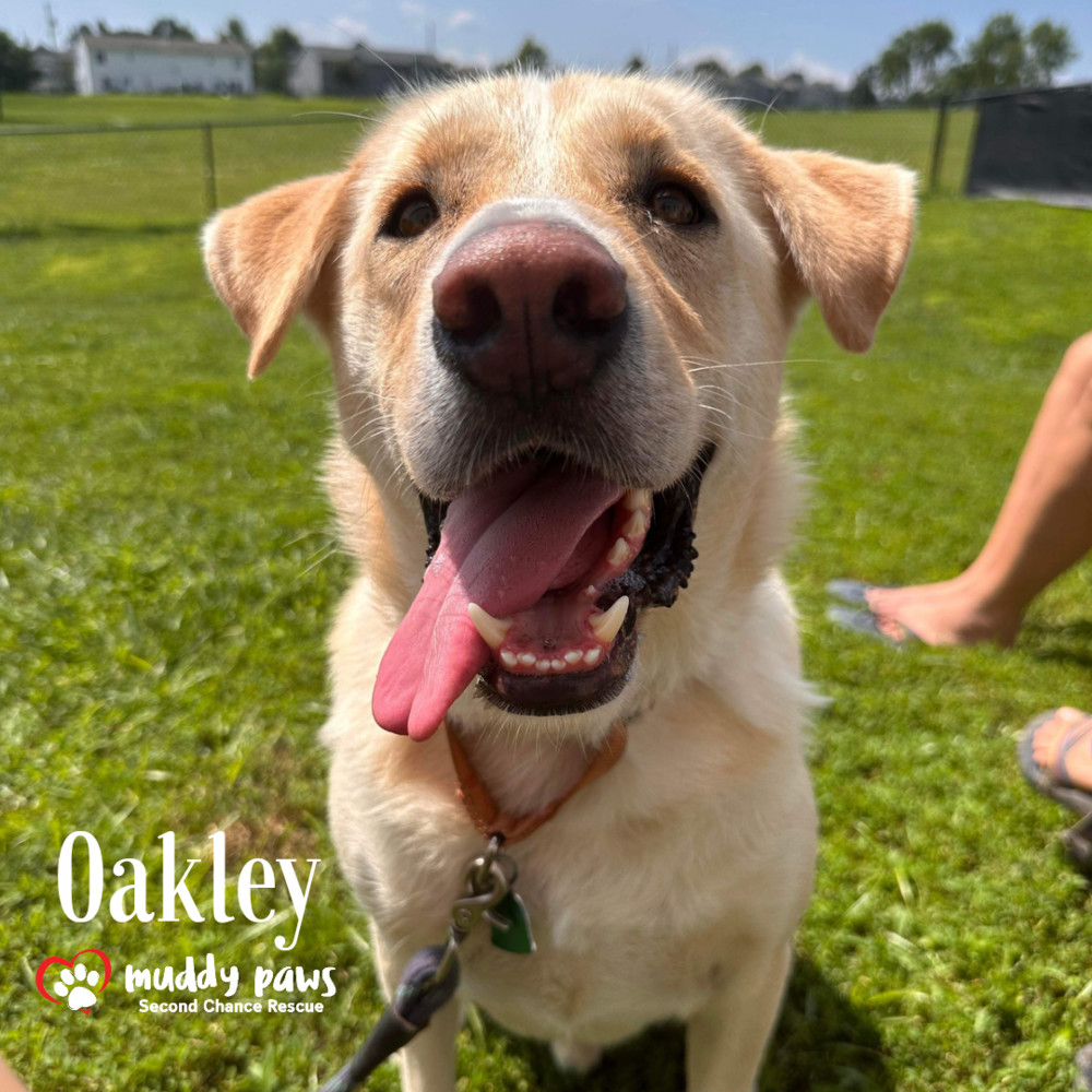 Andy Oakley aka Oakley