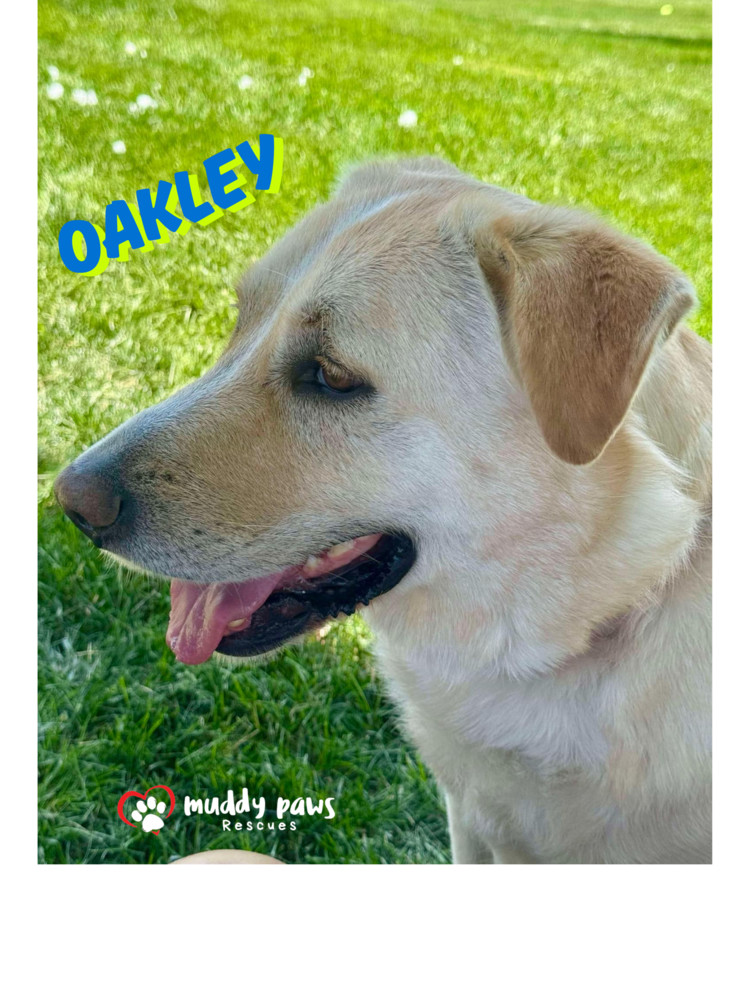 Andy Oakley aka Oakley
