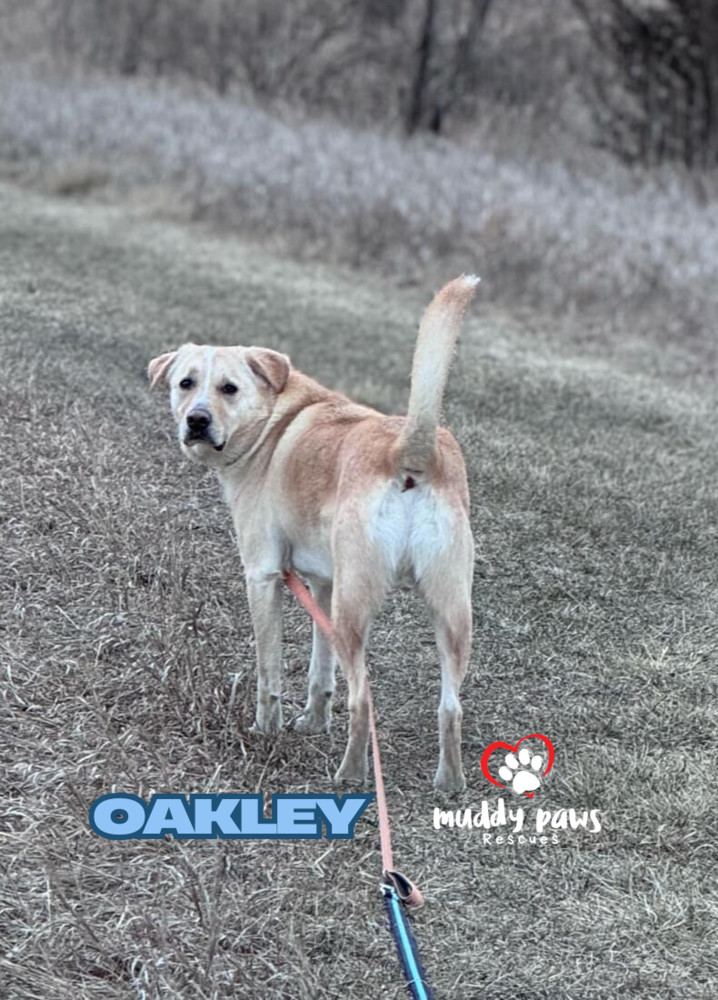 Andy Oakley aka Oakley