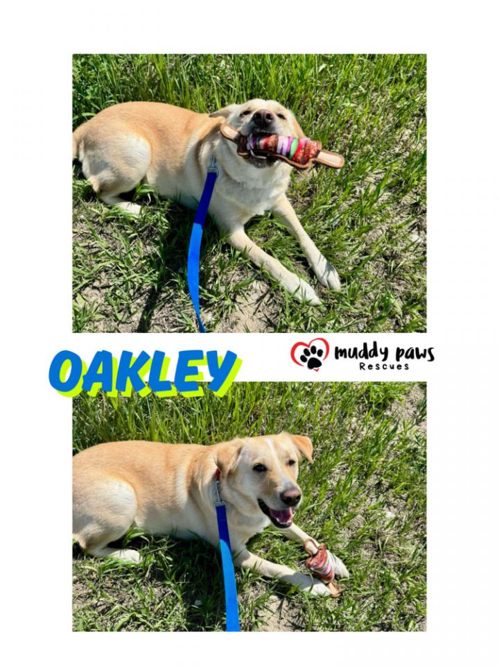 Andy Oakley aka Oakley 3