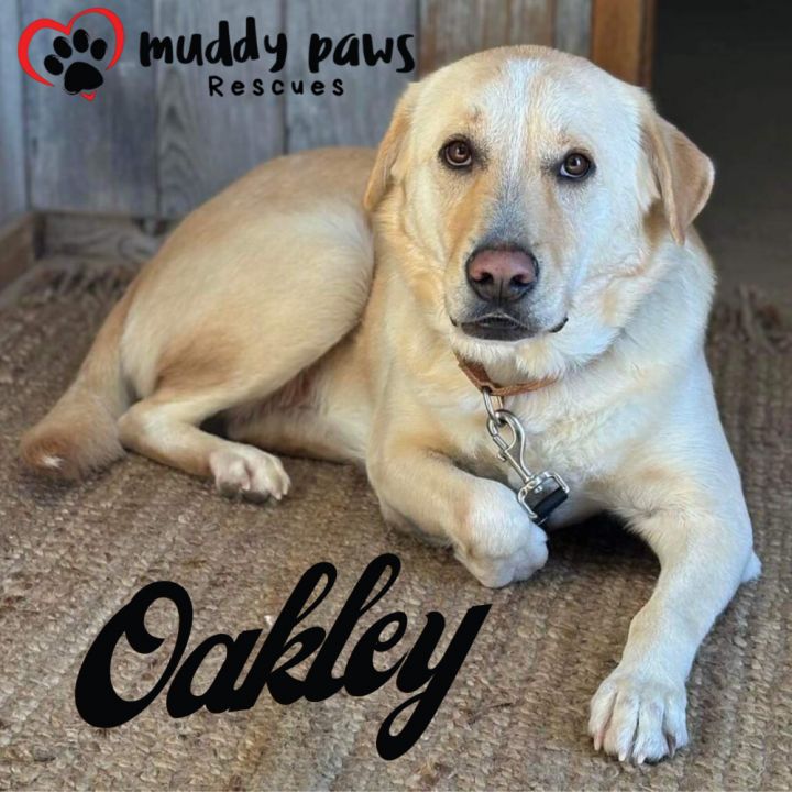 Andy Oakley aka Oakley 6