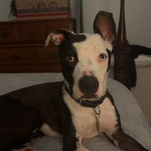 Pongo/aka Tupelo(In Foster)