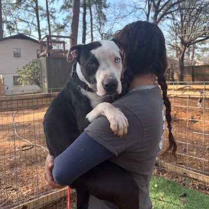 Pongo/aka Tupelo(In Foster) 3