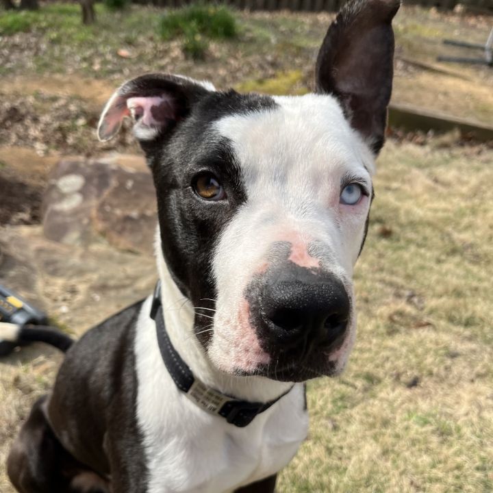 Pongo/aka Tupelo(In Foster) 4