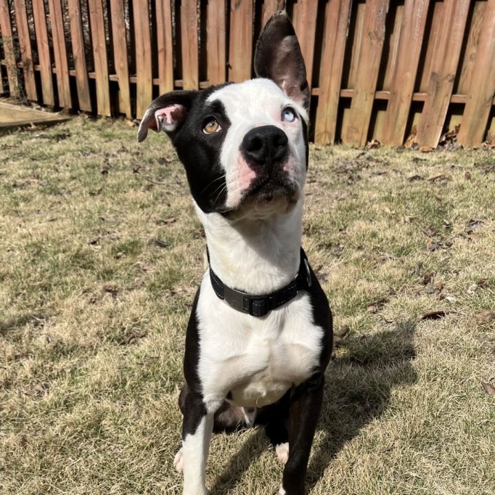Pongo/aka Tupelo(In Foster) 5