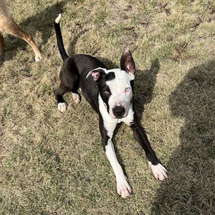 Pongo/aka Tupelo(In Foster) 6