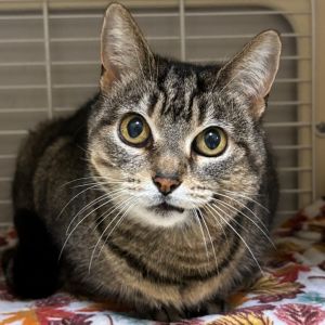 Lora, Senior Female Domestic Short Hair
