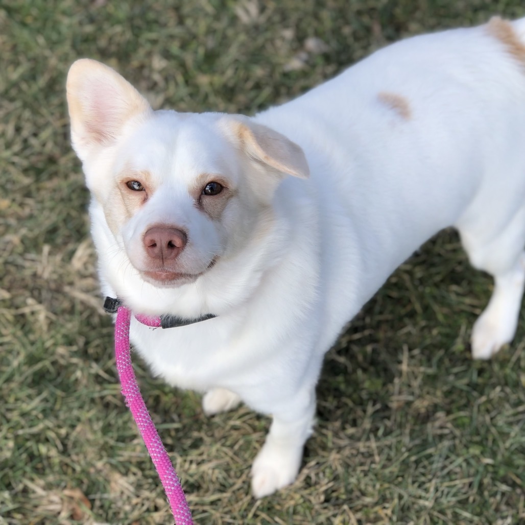 Andy, an adoptable Mixed Breed, Spitz in York, PA, 17406 | Photo Image 1