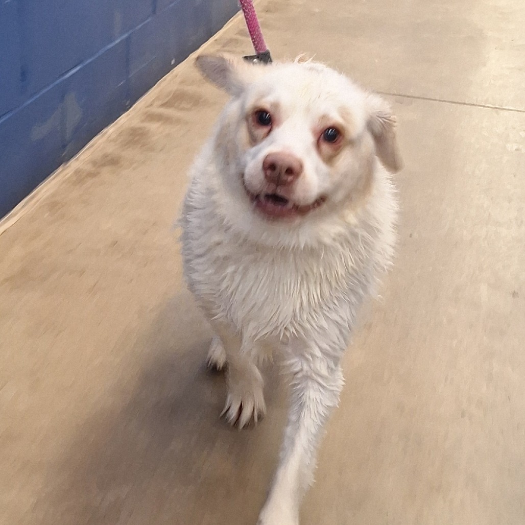 Andy, an adoptable Mixed Breed, Spitz in York, PA, 17406 | Photo Image 2