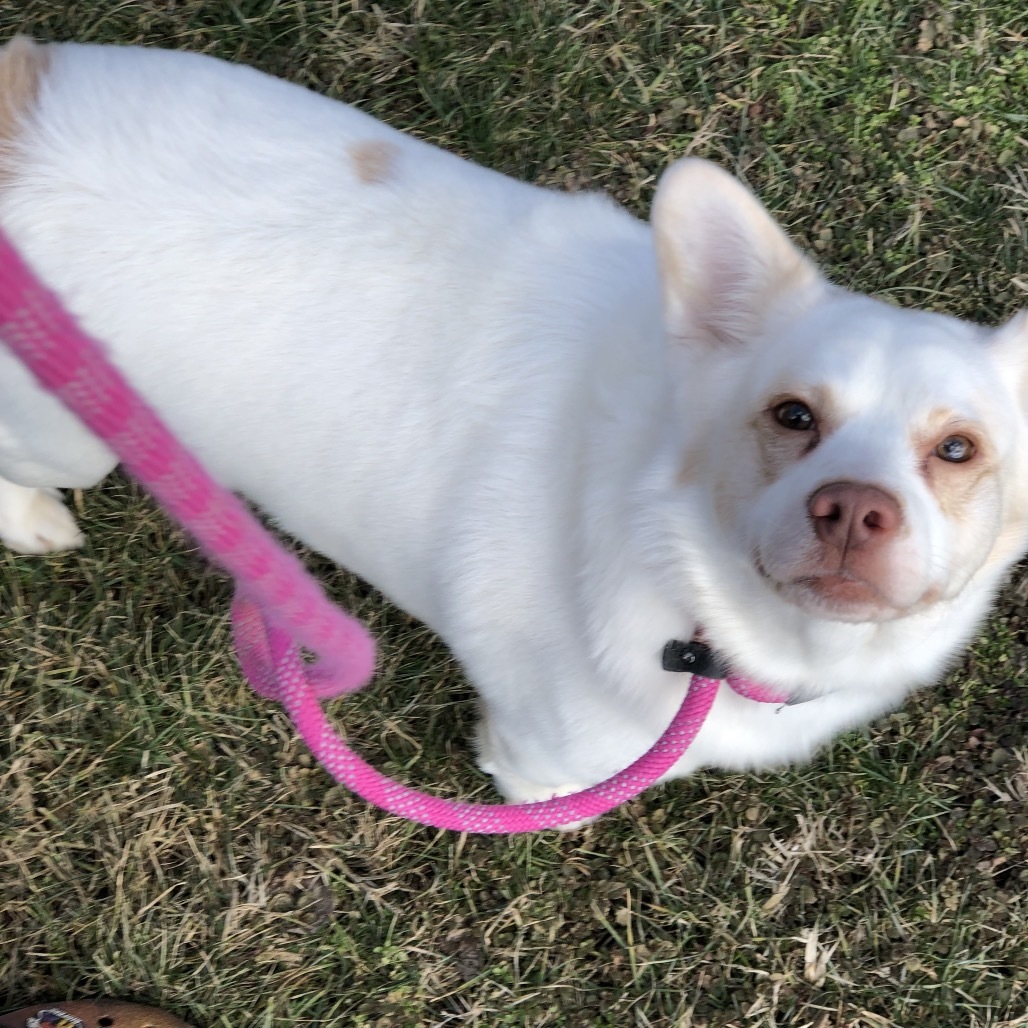 Andy, an adoptable Mixed Breed, Spitz in York, PA, 17406 | Photo Image 4