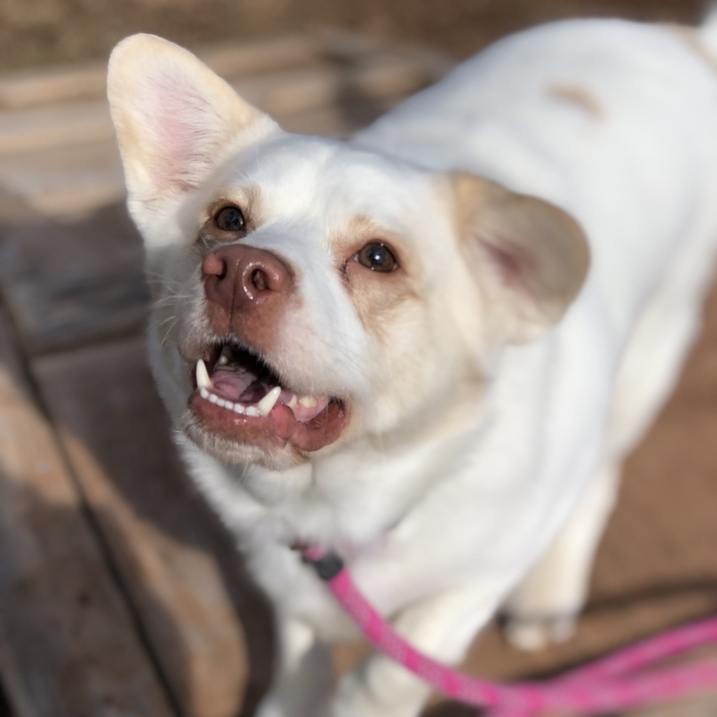 Andy, an adoptable Mixed Breed, Spitz in York, PA, 17406 | Photo Image 5