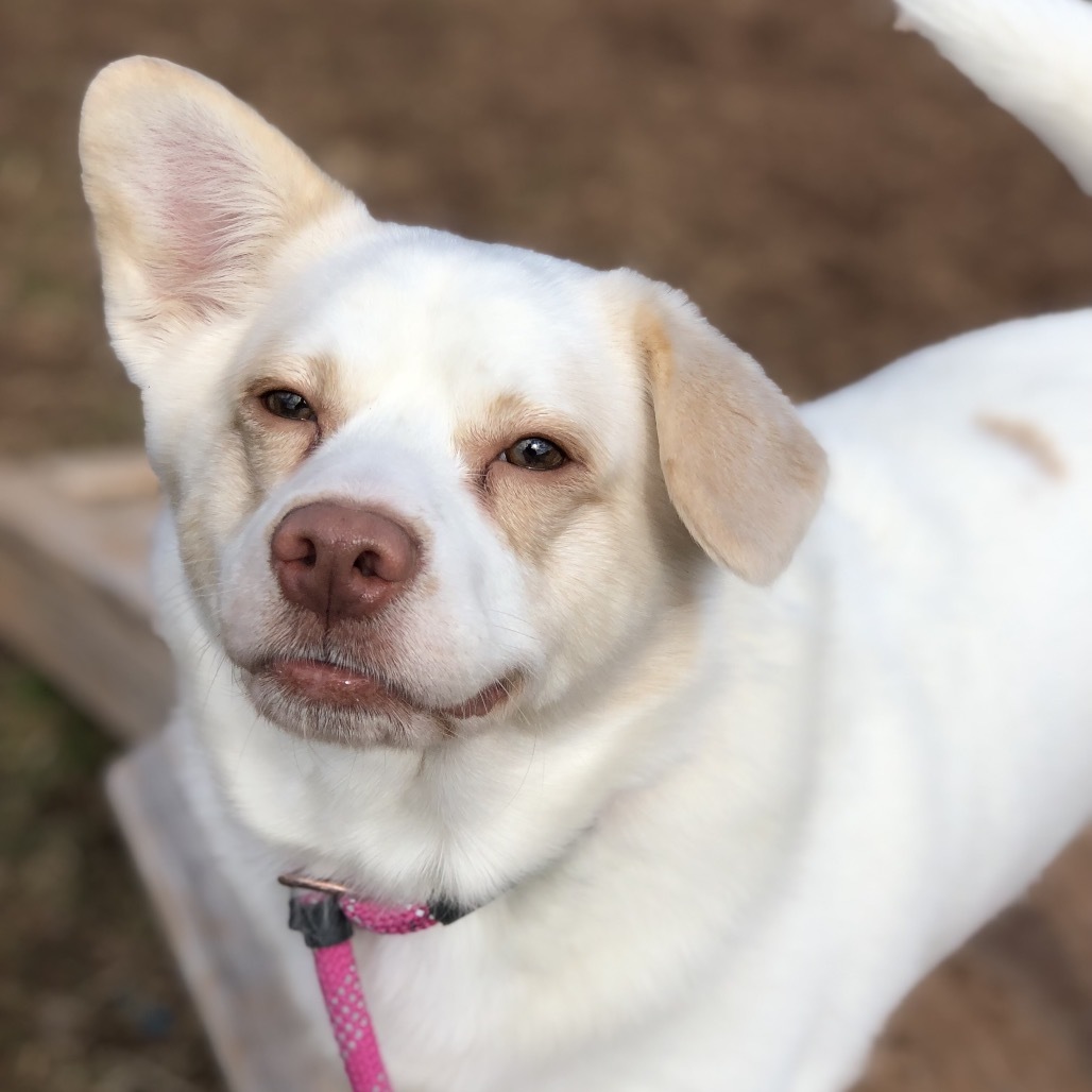 Andy, an adoptable Mixed Breed, Spitz in York, PA, 17406 | Photo Image 6