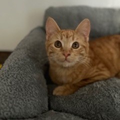 Shirley, an adoptable Domestic Short Hair in Poplar Bluff, MO, 63901 | Photo Image 1