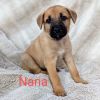 Nana