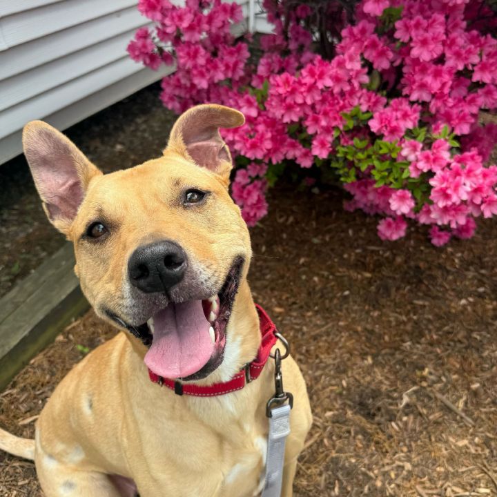 Nala 1