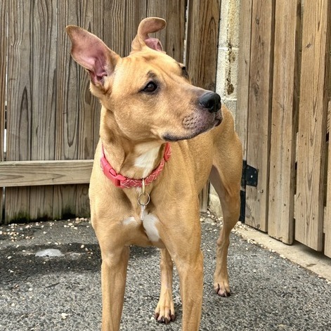 Nala 2