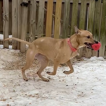 Nala 4