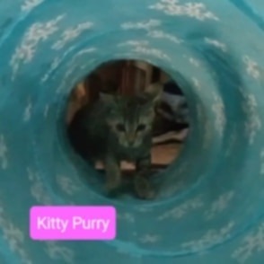 Kitty Purry