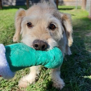 Meet Dexter Morgan a distinguished 12-year-old 22-pound wire-haired Dachshund who was rescued just