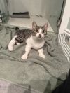 Millie photo 1