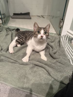 Millie, Young Female Domestic Short Hair
