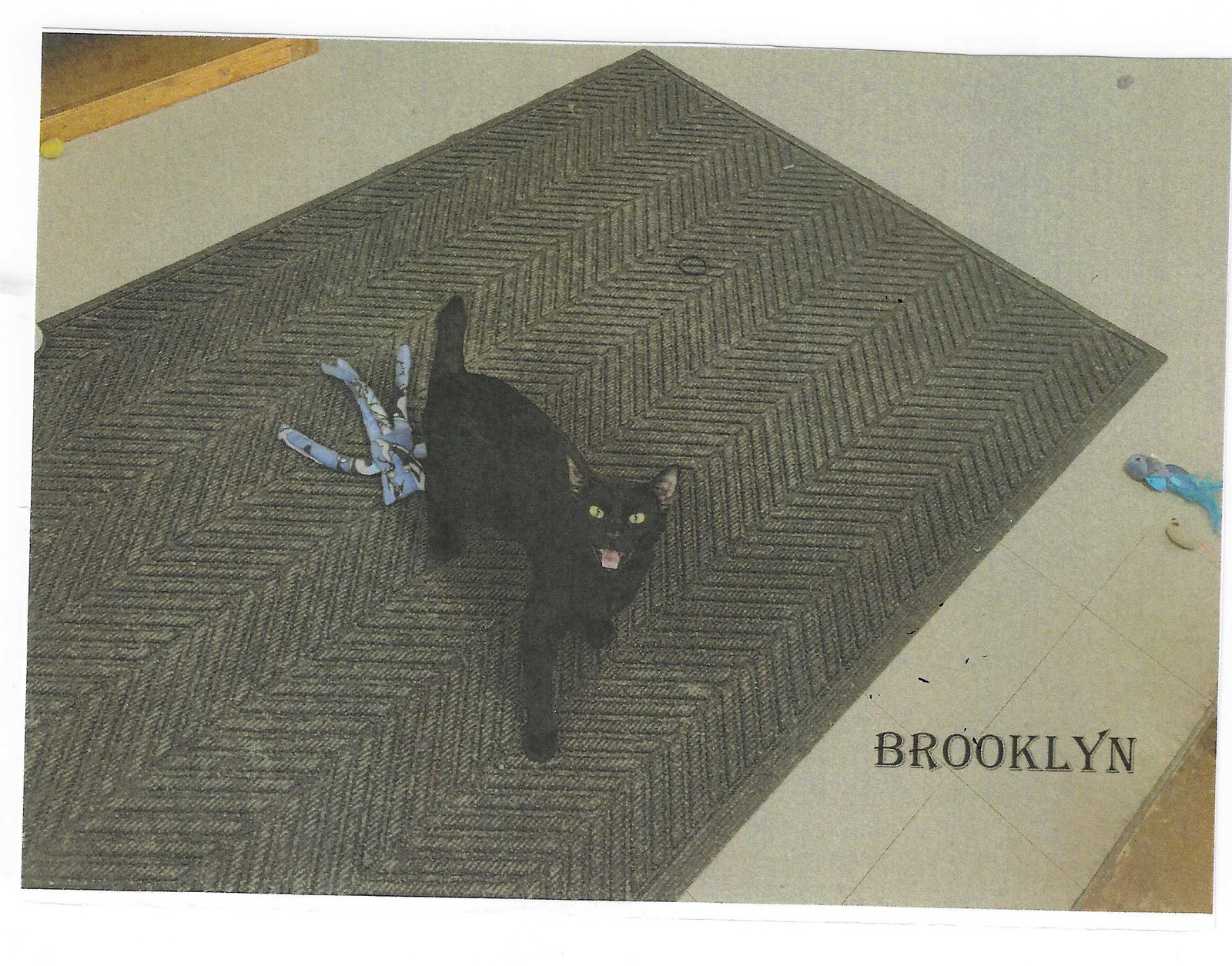 Brooklyn, an adoptable Domestic Short Hair in Jackson, MS, 39213 | Photo Image 1