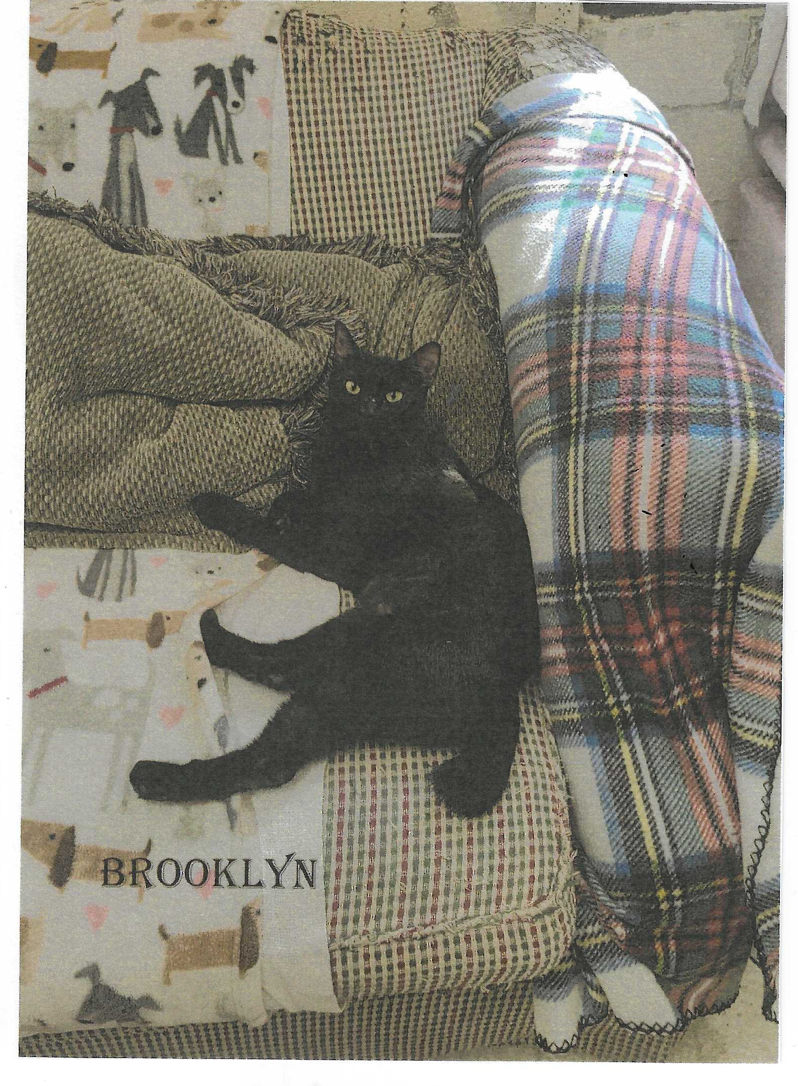 Brooklyn, an adoptable Domestic Short Hair in Jackson, MS, 39213 | Photo Image 2