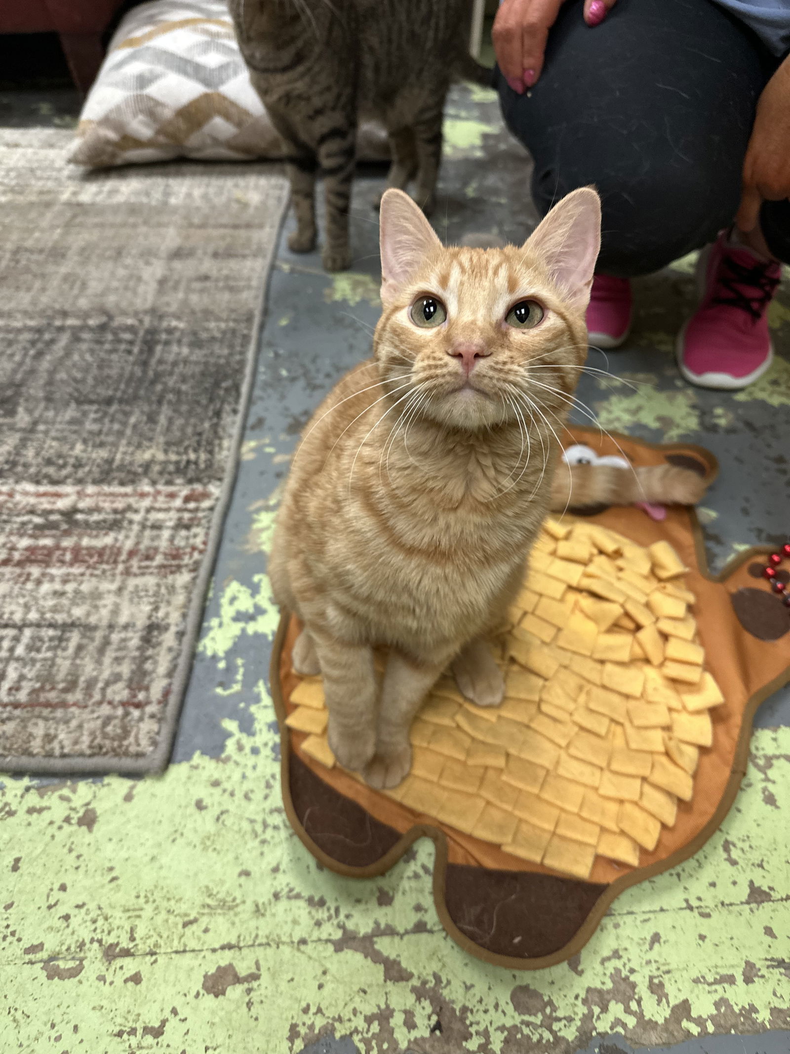 Biscotti, an adoptable Domestic Short Hair in Jackson, MS, 39213 | Photo Image 1