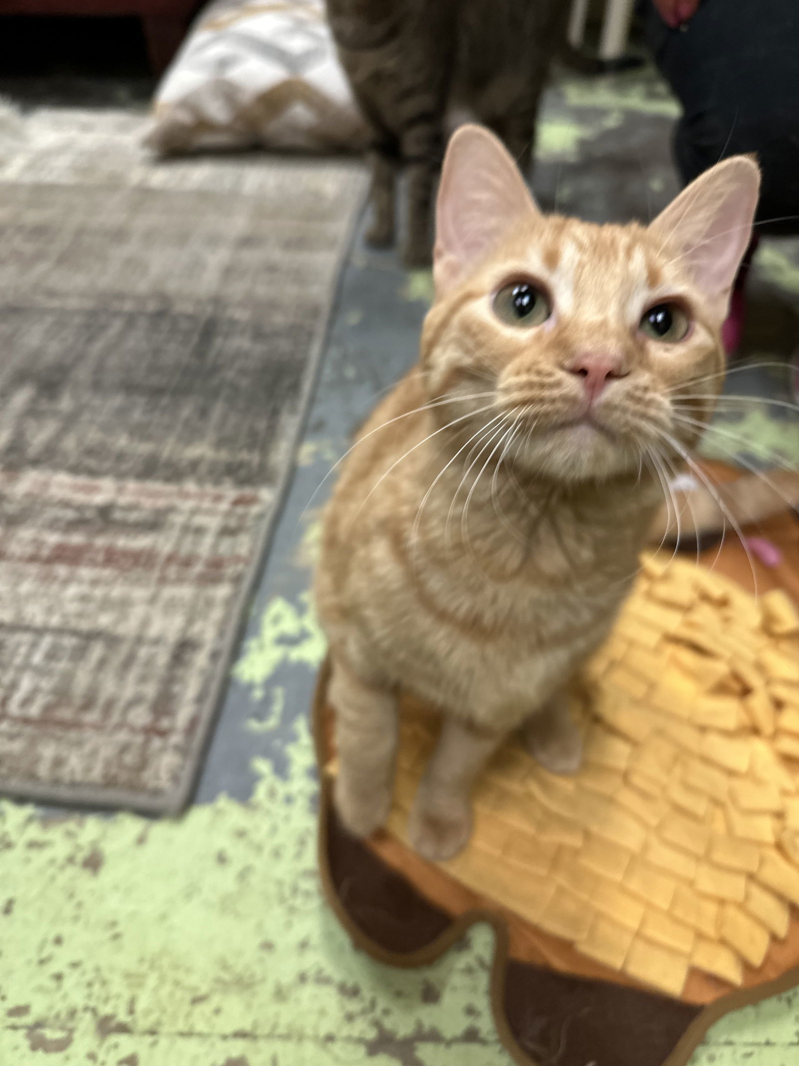 Biscotti, an adoptable Domestic Short Hair in Jackson, MS, 39213 | Photo Image 2