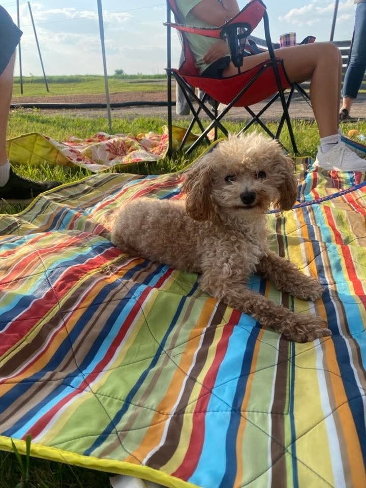 Pierre, an adoptable Poodle in Wausau, WI, 54401 | Photo Image 1