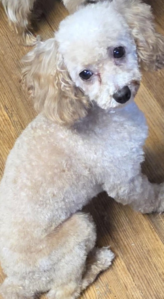 Pierre, an adoptable Poodle in Wausau, WI, 54401 | Photo Image 2