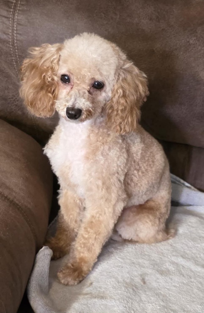 Pierre, an adoptable Poodle in Wausau, WI, 54401 | Photo Image 3