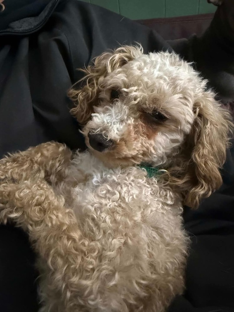 Pierre