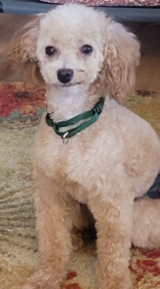 Pierre, an adoptable Poodle in Wausau, WI, 54401 | Photo Image 4