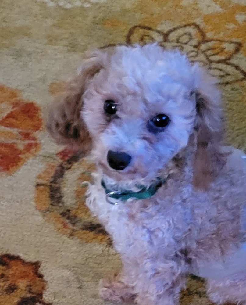 Pierre