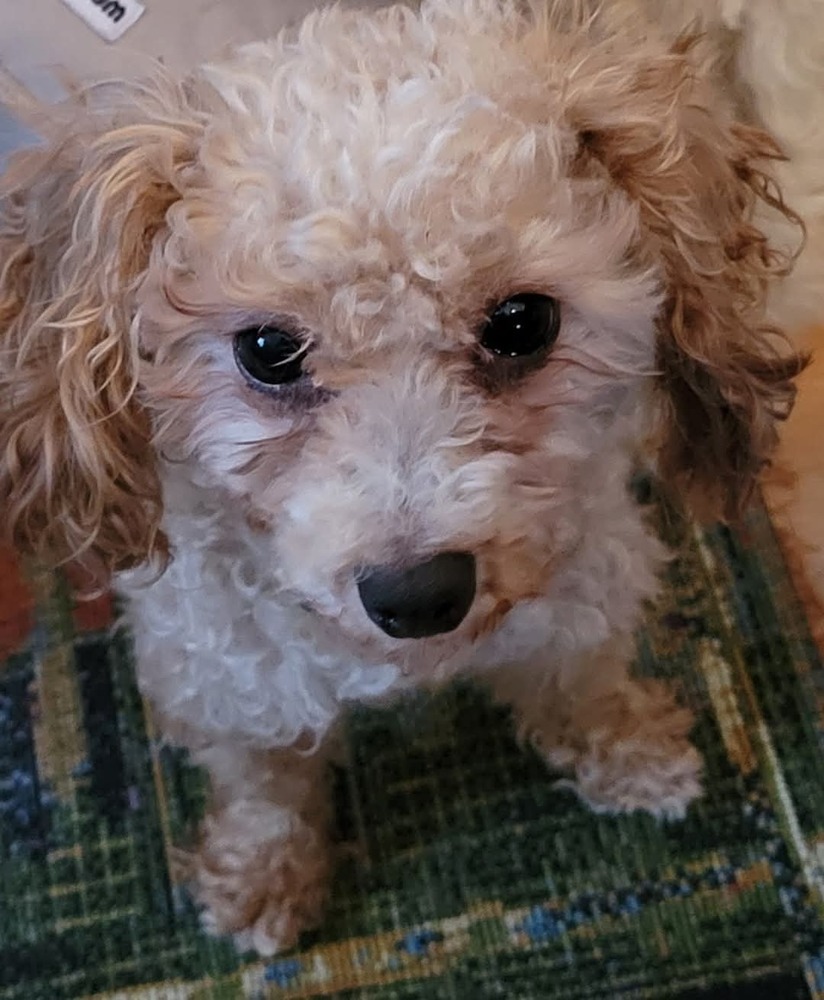 Pierre