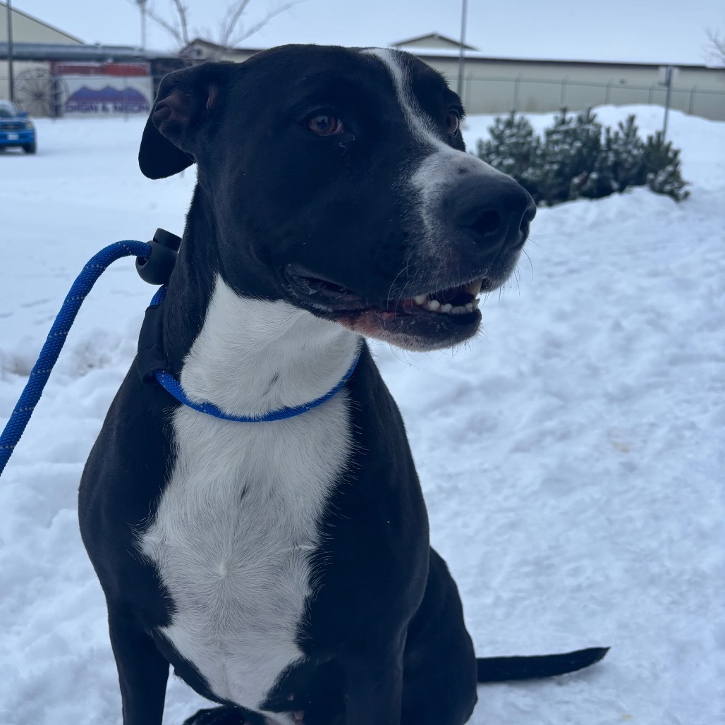 Sarabi, an adoptable Mixed Breed in Great Falls, MT, 59404 | Photo Image 1