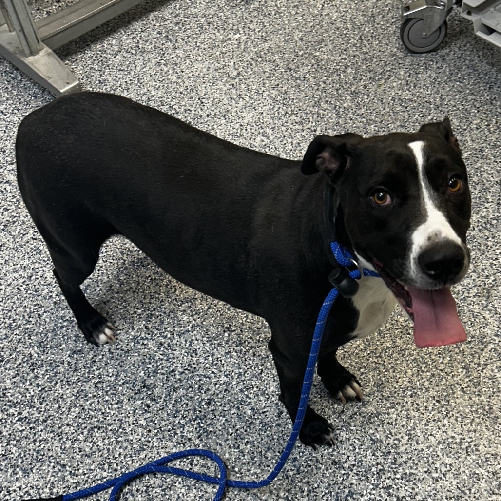 Sarabi, an adoptable Mixed Breed in Great Falls, MT, 59404 | Photo Image 2