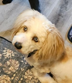 Betty, Young Female Shih Tzu