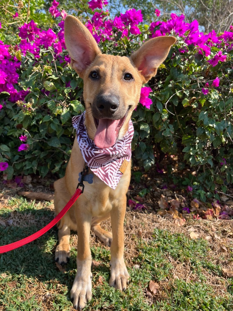 Alee, an adoptable Husky, Mixed Breed in San Juan de Abajo, NAY, 63732 | Photo Image 1