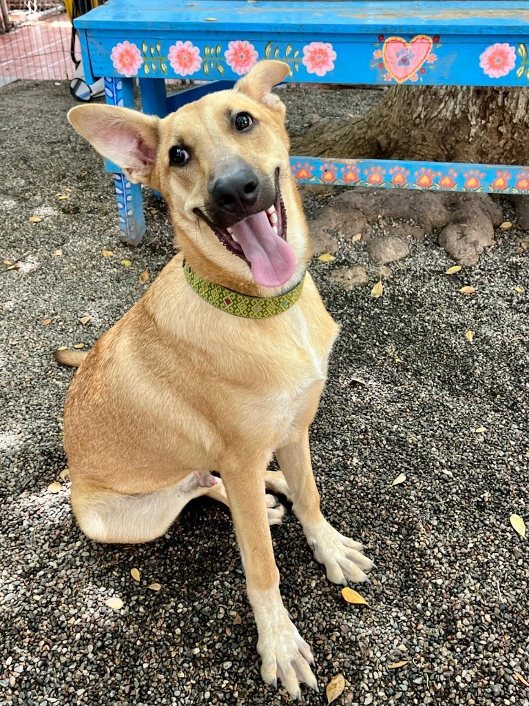 Alee, an adoptable Husky, Mixed Breed in San Juan de Abajo, NAY, 63732 | Photo Image 1