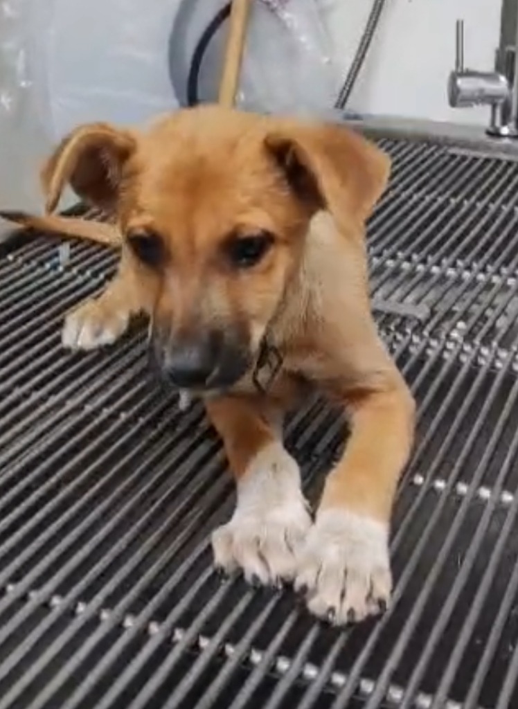 Alee, an adoptable Husky, Mixed Breed in San Juan de Abajo, NAY, 63732 | Photo Image 2