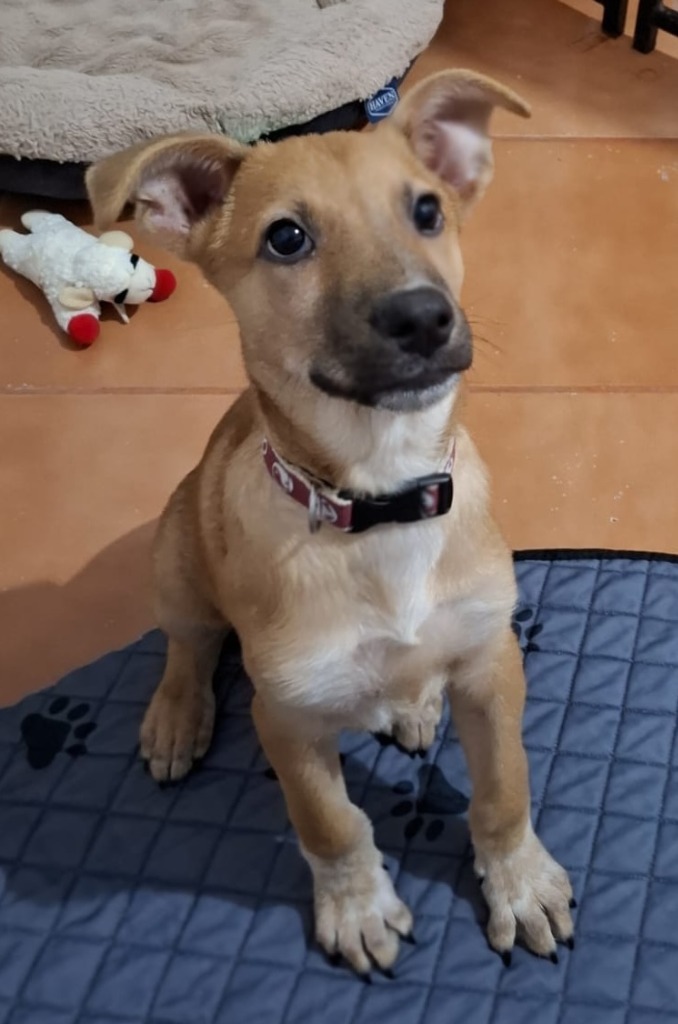 Alee, an adoptable Husky, Mixed Breed in San Juan de Abajo, NAY, 63732 | Photo Image 3