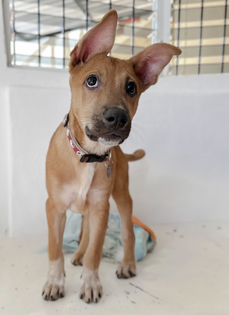 Alee, an adoptable Husky, Mixed Breed in San Juan de Abajo, NAY, 63732 | Photo Image 4