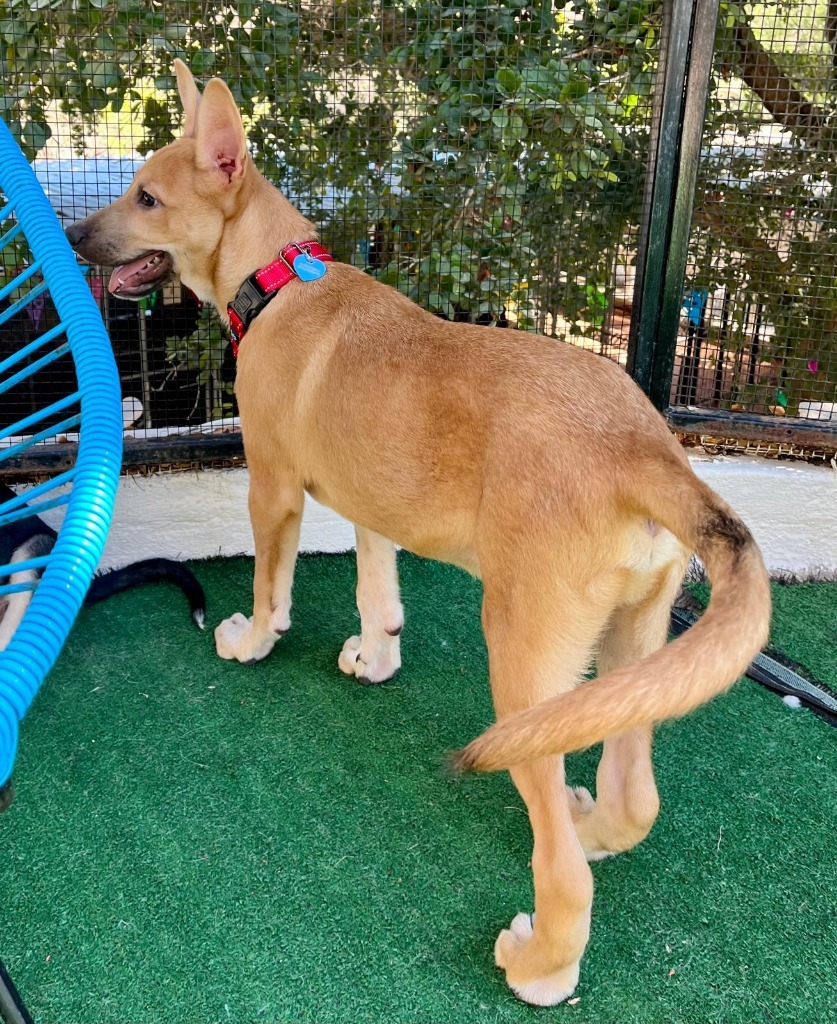 Alee, an adoptable Husky, Mixed Breed in San Juan de Abajo, NAY, 63732 | Photo Image 5