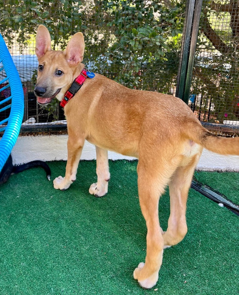Alee, an adoptable Husky, Mixed Breed in San Juan de Abajo, NAY, 63732 | Photo Image 6