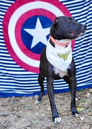 Davina, Adult Female Labrador Retriever