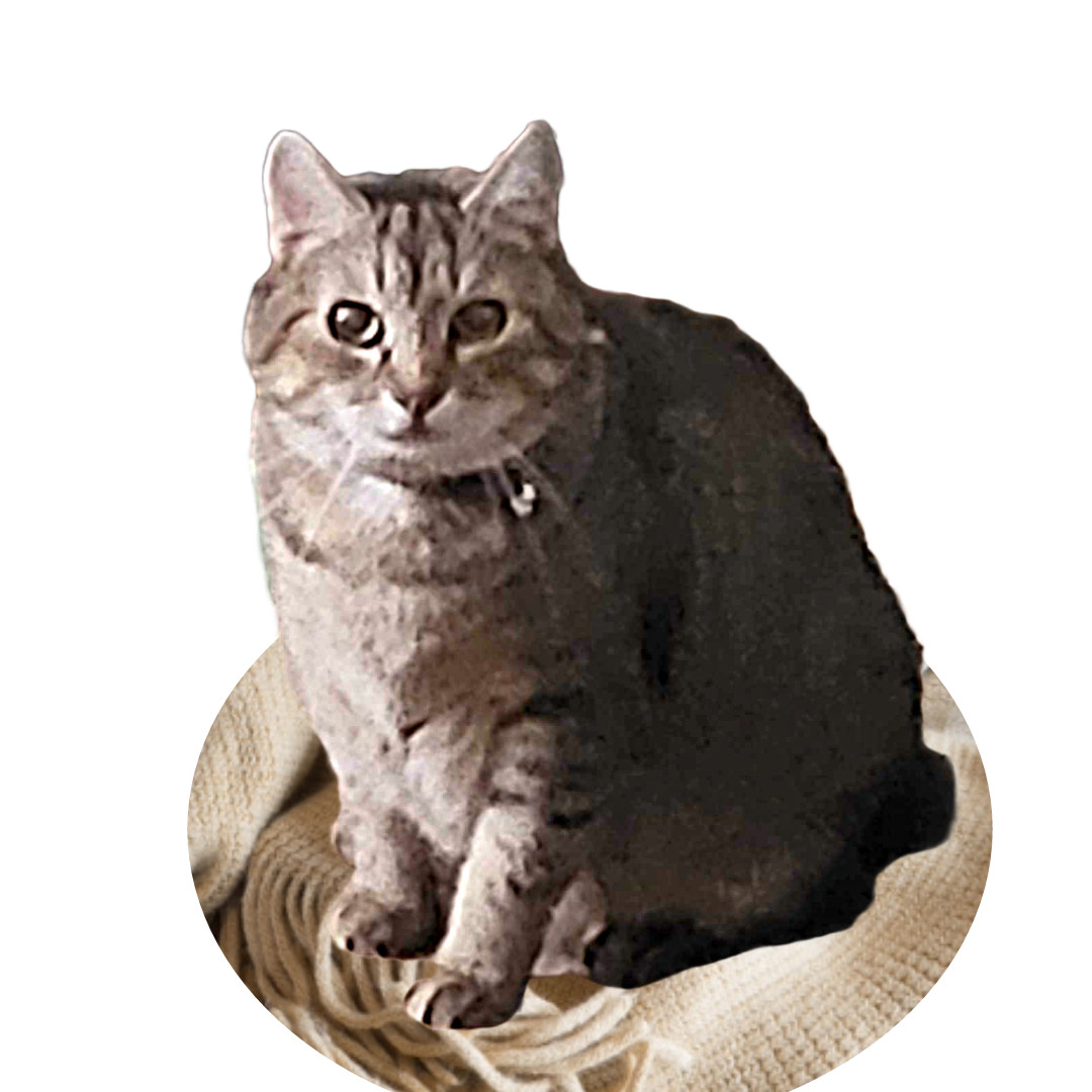 Gypsy, an adoptable Abyssinian in Toney, AL, 35773 | Photo Image 1